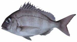 How to Cook Black Drum