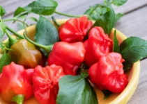 What Is Mad Hatter Pepper? A Complete Guide