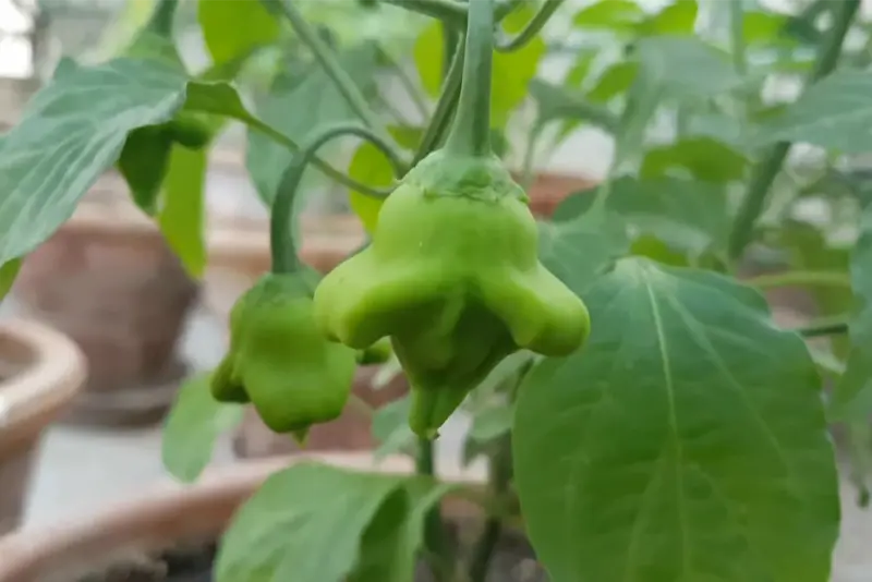 What Are The Characteristics Of The Mad Hatter Pepper?
