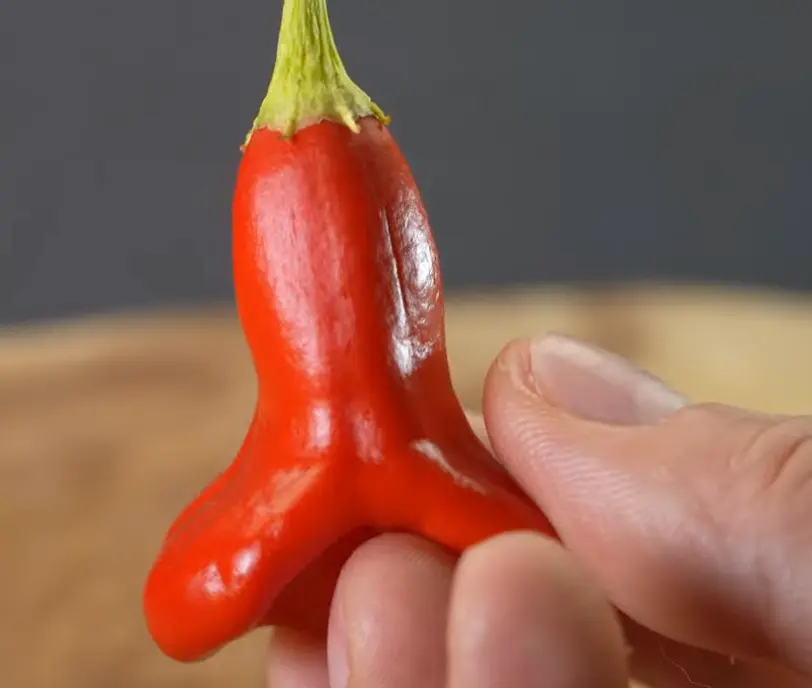 What Does The Mad Hatter Pepper Taste Like?