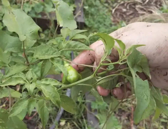 What Is The Mad Hatter Pepper Used For?