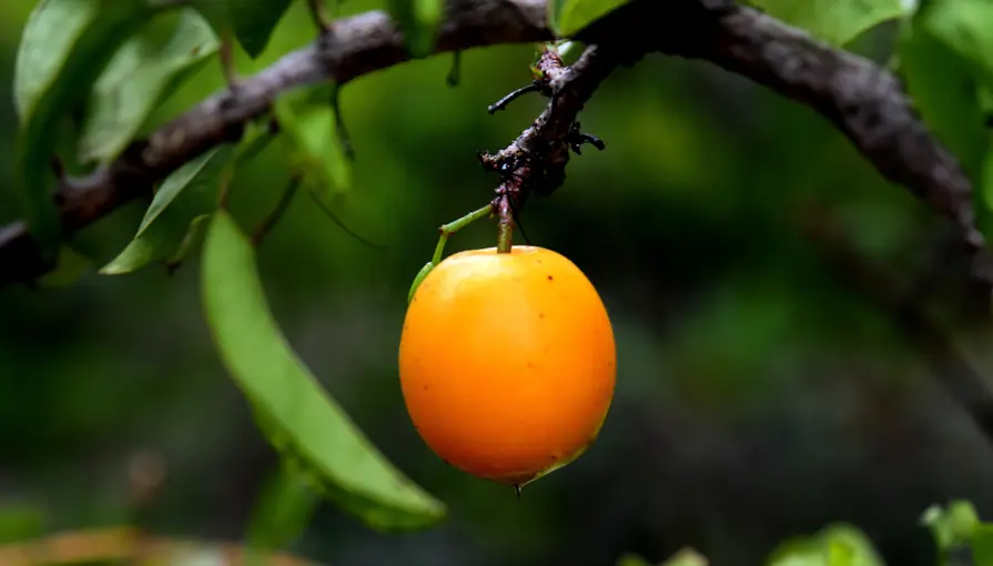 Ximenia Caffra Fruit